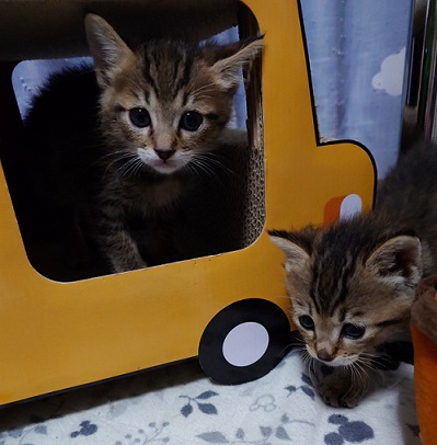 新しい飼い主を探している猫（4－E、4－F）写真1
