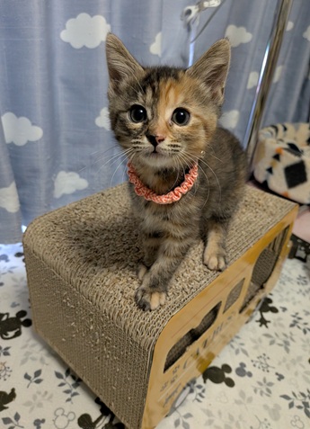 新しい飼い主を探している猫（11-H）の写真2
