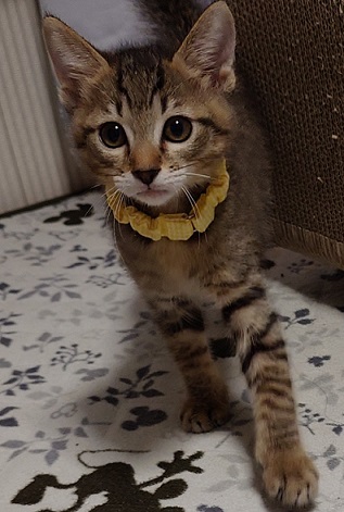 新しい飼い主を探している猫（4－E）写真1