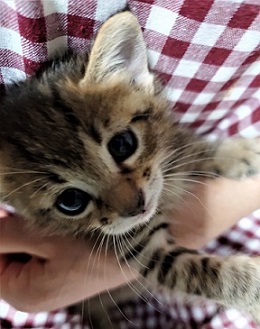 新しい飼い主を探している猫（6-B)の写真2