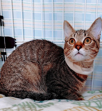 新しい飼い主を探している猫（4－E）写真1