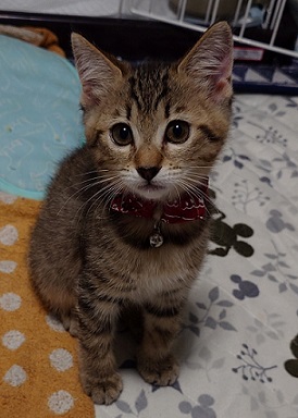 新しい飼い主を探している猫（4－F）写真1