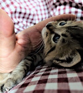 新しい飼い主を探している猫（4-F)の写真2