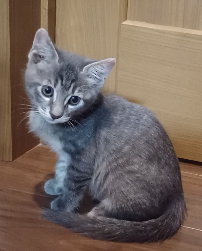 新しい飼い主を探している猫（4－G）写真1