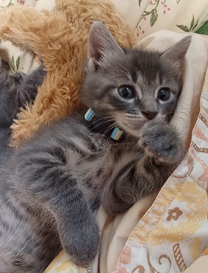 新しい飼い主を探している猫（4-G)の写真2