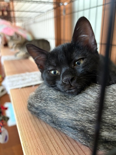 新しい飼い主を探している猫（11-H）写真1