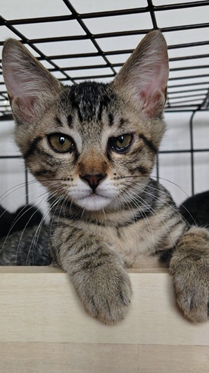 新しい飼い主を探している猫（11-H）写真1