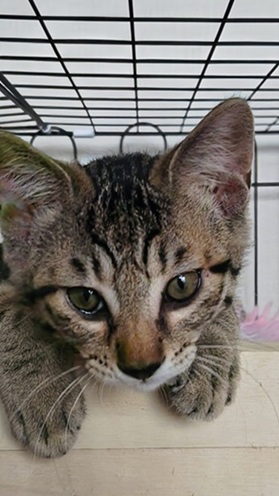 新しい飼い主を探している猫（11-H）写真1