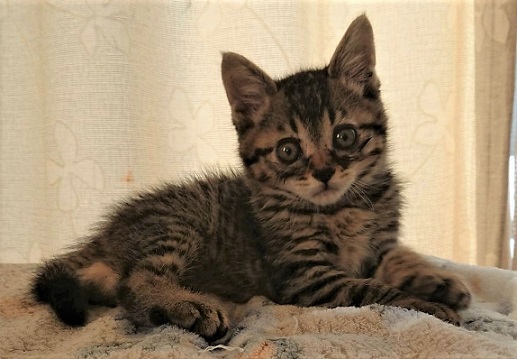 新しい飼い主を探している猫（5－J）写真1
