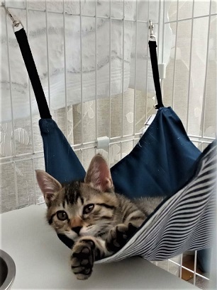 新しい飼い主を探している猫（5-J)の写真2