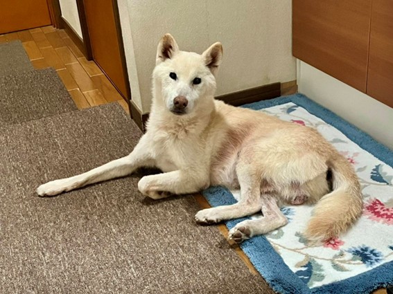 新しい飼い主を探している犬(6-1)の写真2