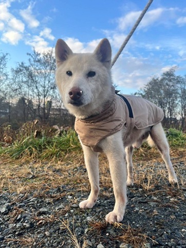 新しい飼い主を探している犬(6-1)写真1