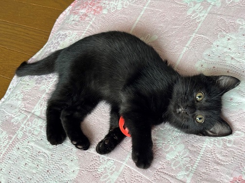 新しい飼い主を探している猫（6-A)の写真2