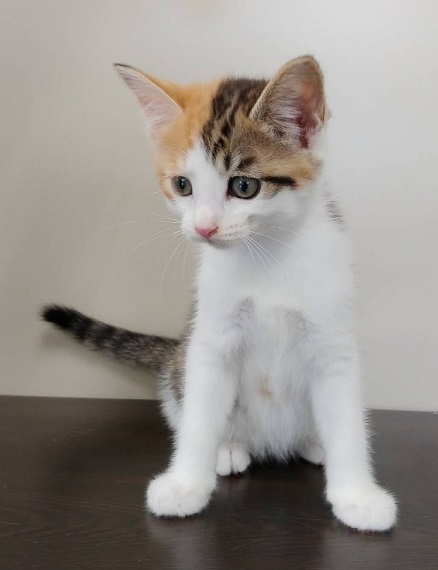 新しい飼い主を探している猫（6-B)の写真2