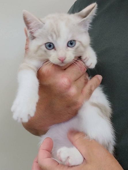 新しい飼い主を探している猫（6－B）写真1