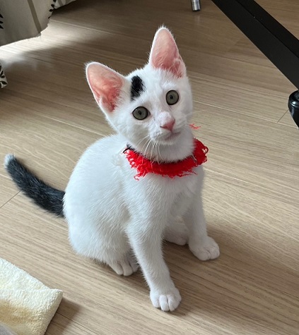 新しい飼い主を探している猫（6－D）写真1