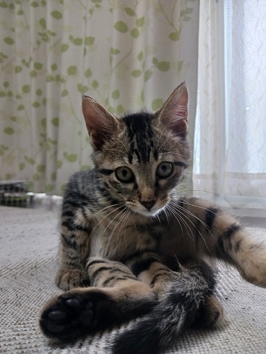 新しい飼い主を探している猫（6-E)の写真2