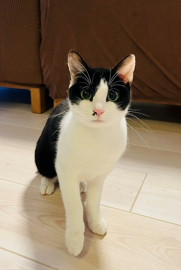 新しい飼い主を探している猫(7-E)写真1