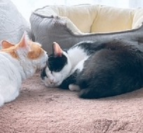 新しい飼い主を探している猫(6-F)の写真2