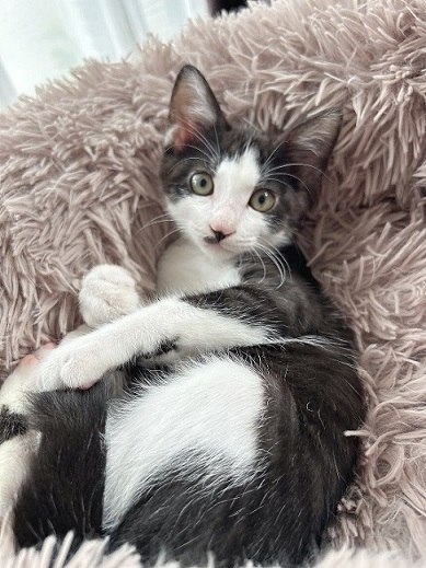 新しい飼い主を探しています（6-G)の写真2