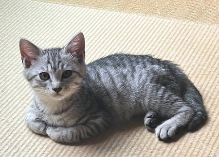 譲渡が決まりました（6-H)の写真1