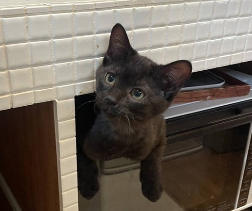 新しい飼い主を探している猫（6-I)の写真1