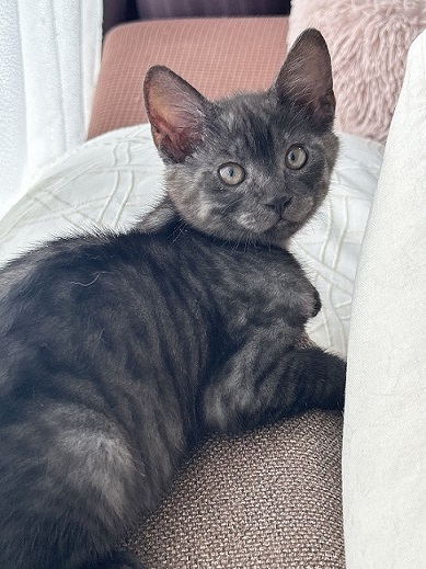 新しい飼い主を探しています（6-J)の写真2