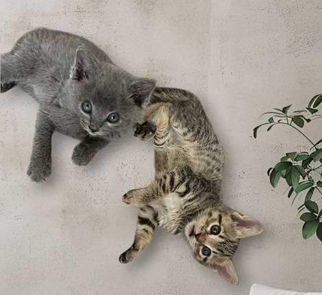 新しい飼い主を探している猫(6-G、6-J)写真1
