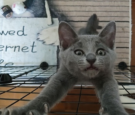 新しい飼い主を探している猫（6-M)の写真2