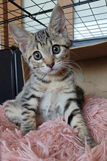 新しい飼い主を探している猫（6-N)の写真2