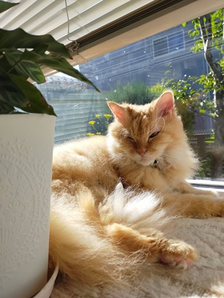 新しい飼い主を探している猫（4－E）写真1