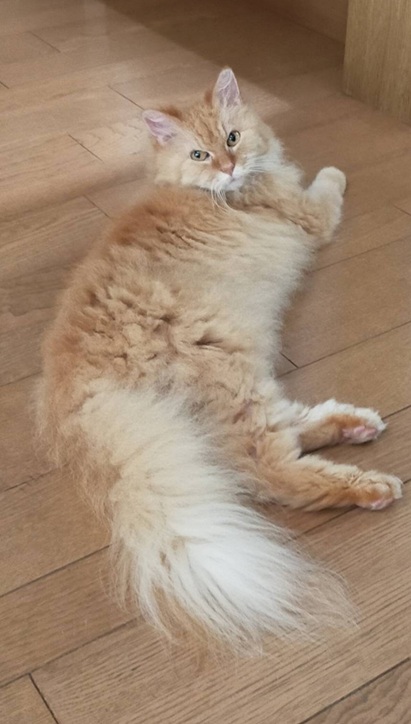 新しい飼い主を探している猫（6-O)の写真1