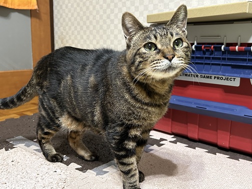 新しい飼い主を探している猫（10-G）写真1