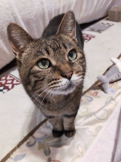 新しい飼い主を探している猫（10-G）写真1