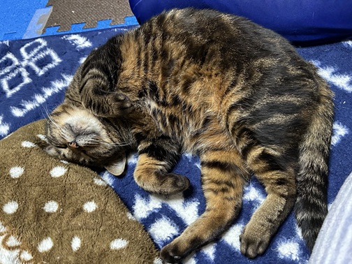 新しい飼い主を探している猫（6-P)の写真1