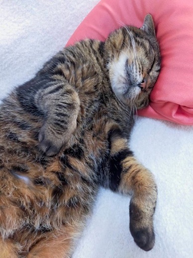 新しい飼い主を探している猫（6-P)の写真2