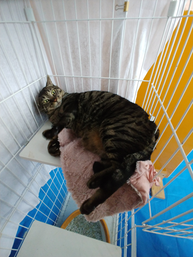新しい飼い主を探している猫（6-Q）写真2