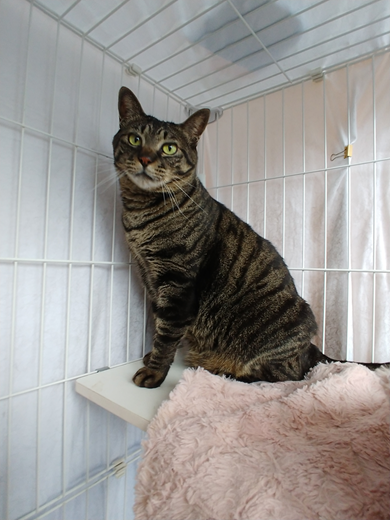 新しい飼い主を探している猫（6－S）写真1