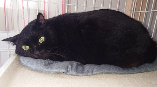 新しい飼い主を探している猫（6-R)の写真1