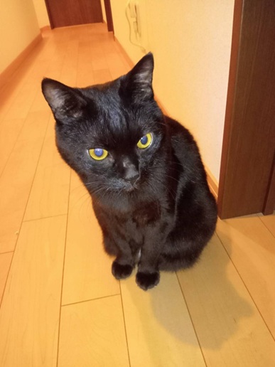 新しい飼い主を探している猫(6-R)の写真1