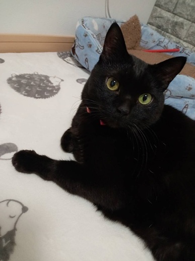 新しい飼い主を探している猫(2-A)写真1