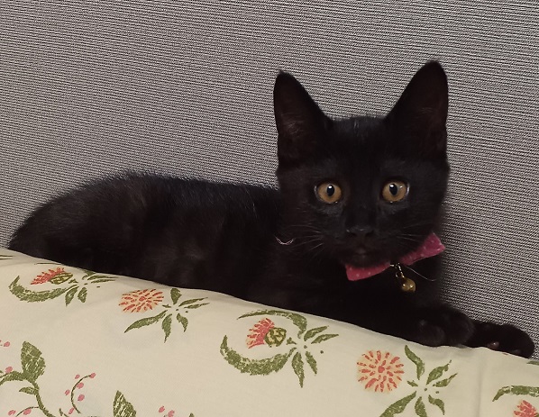 新しい飼い主を探している猫（6－U）写真1