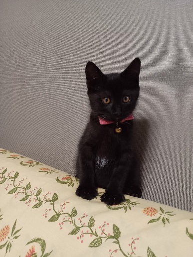 新しい飼い主を探している猫（6-U)の写真2