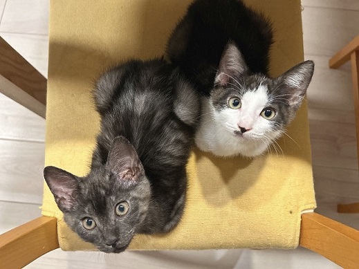 新しい飼い主を探している猫（6－G、6－J）写真1