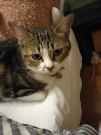 新しい飼い主を探している猫（6－S）写真1