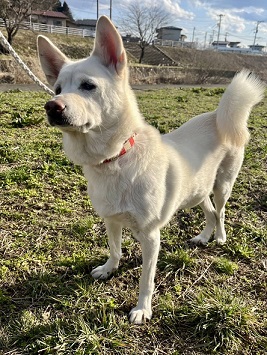 新しい飼い主を探している犬（7-1）写真2