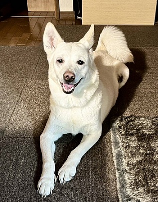 新しい飼い主を探している犬（7-1）写真1