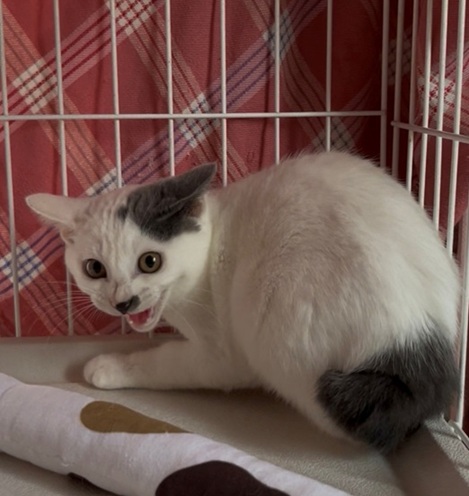 新しい飼い主を探している猫（7－A）写真1
