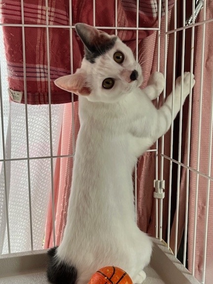 新しい飼い主を探している猫（7-A）写真2