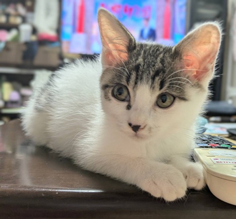 新しい飼い主を探している猫（11-H）写真1